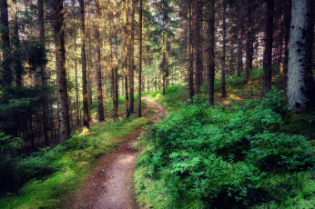 Картинка природа дороги простор