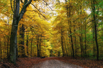 Картинка природа дороги простор