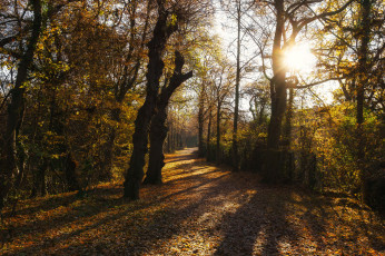 Картинка природа лес простор