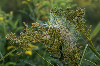 Картинка природа макро простор