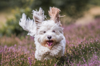 Картинка животные собаки шерсть порода окрас собака животное