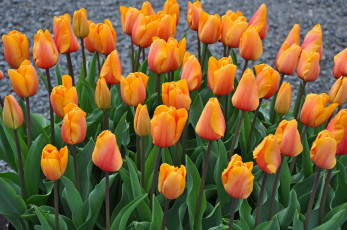 Картинка цветы тюльпаны много