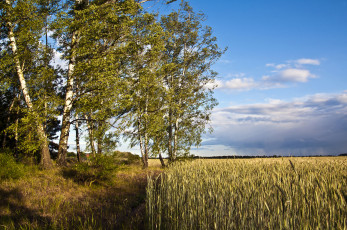 Картинка природа поля простор