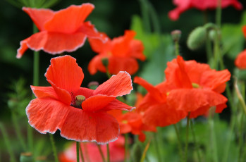 Картинка цветы маки цветение дача лето красота природа мак