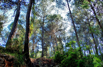 Картинка природа лес простор