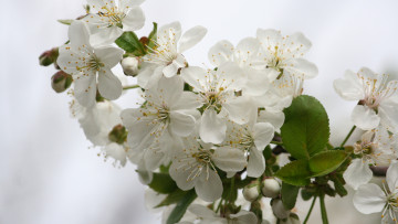 Картинка цветы цветущие+деревья+ +кустарники ветка