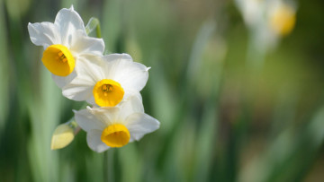 Картинка цветы нарциссы цветок