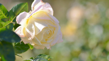 Картинка цветы розы бутон