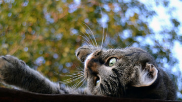 Картинка животные коты морда