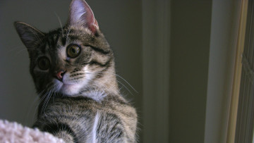 Картинка животные коты морда