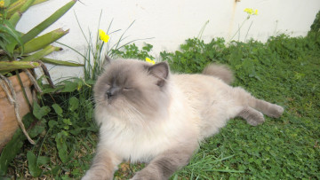 Картинка животные коты растения отдых