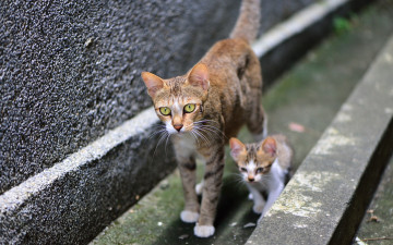 Картинка животные коты котенок двое