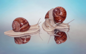 Картинка животные улитки улитка гастроподы брюхоногие