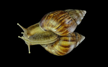 Картинка животные улитки улитка гастроподы брюхоногие