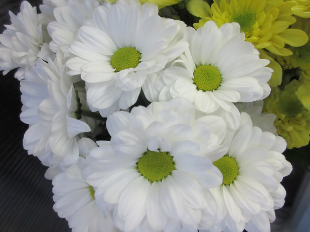 Обои картинки фото цветы, хризантемы, белые
