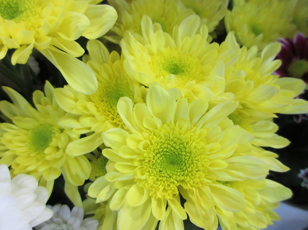 Обои картинки фото цветы, хризантемы, жёлтые