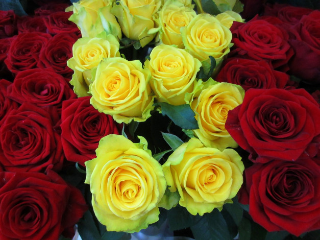 Обои картинки фото цветы, розы