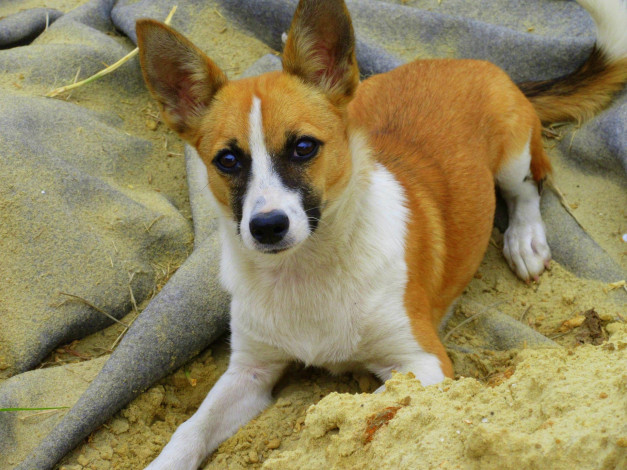 Обои картинки фото животные, собаки, взгляд