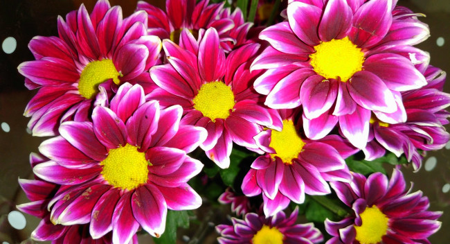 Обои картинки фото цветы, хризантемы, яркие