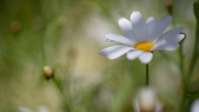 Обои картинки фото цветы, ромашки, цветок