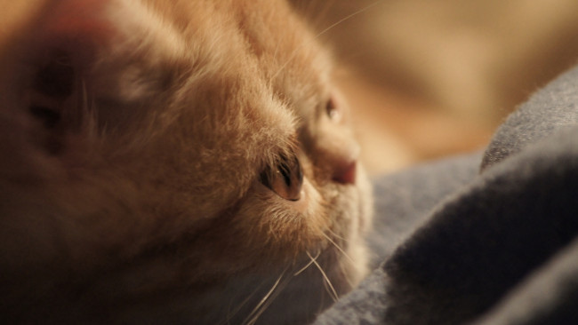 Обои картинки фото животные, коты, морда, рыжий, цвет