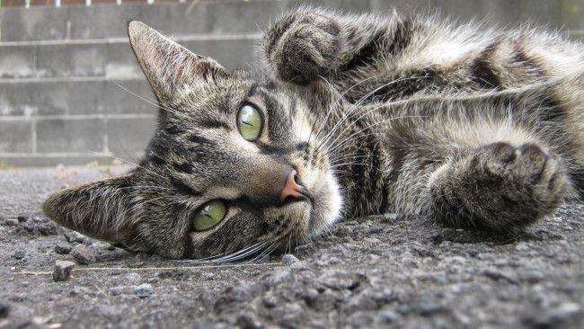 Обои картинки фото животные, коты, морда, взгляд