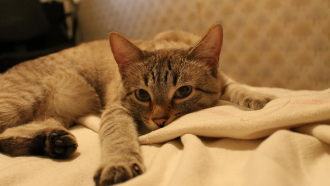 Обои картинки фото животные, коты, взгляд, морда