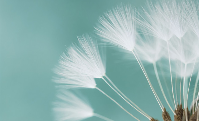 Обои картинки фото цветы, одуванчики, макро, семена, одуванчик