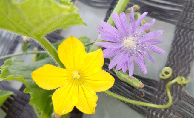 Обои картинки фото цветы, разные вместе, цветок, огурца