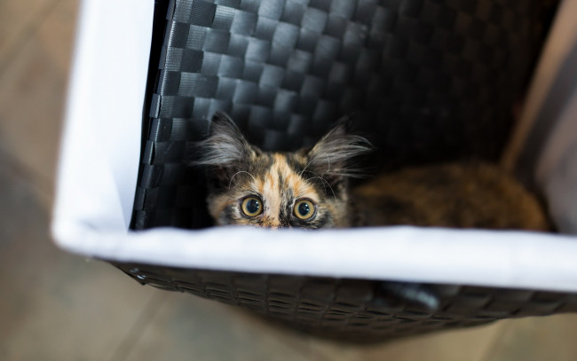 Обои картинки фото животные, коты, взгляд