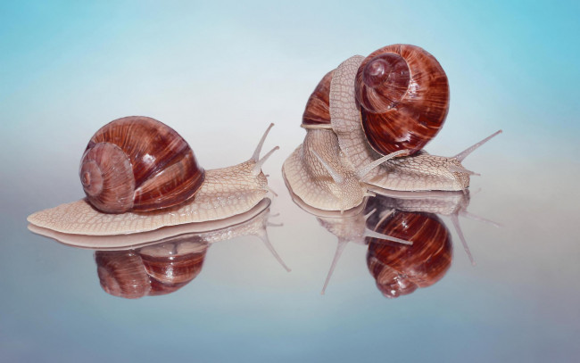 Обои картинки фото животные, улитки, улитка, гастроподы, брюхоногие