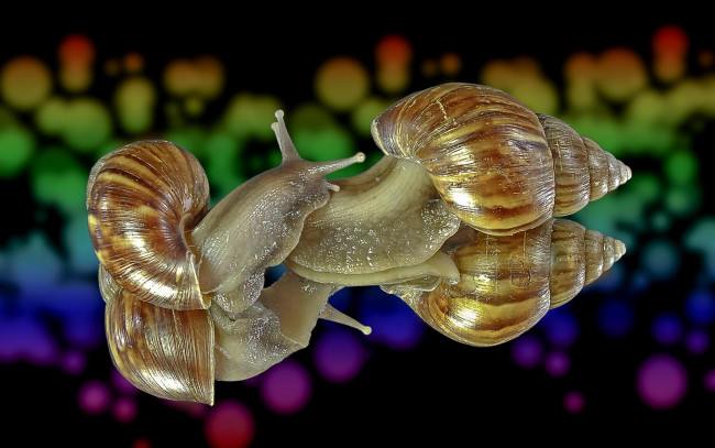 Обои картинки фото животные, улитки, улитка, гастроподы, брюхоногие