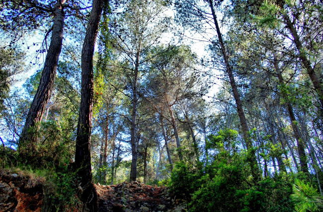 Обои картинки фото природа, лес, простор