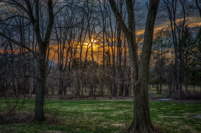 Обои картинки фото природа, лес, простор