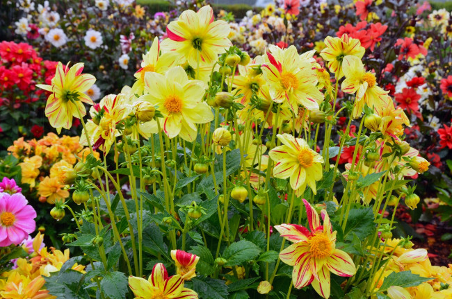 Обои картинки фото цветы, георгины, желтый, цвет