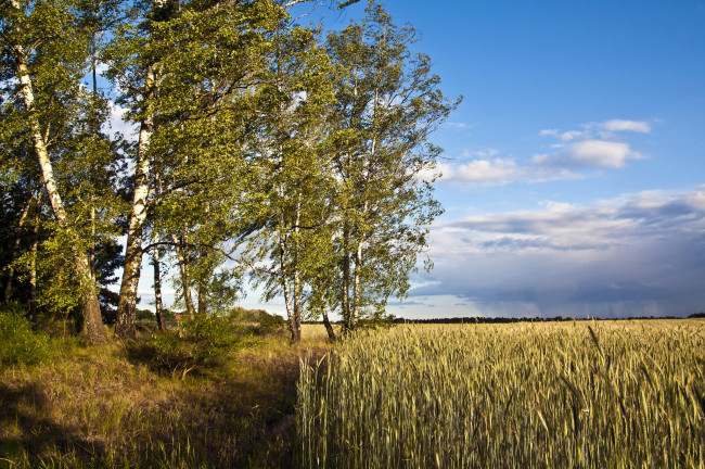 Обои картинки фото природа, поля, простор