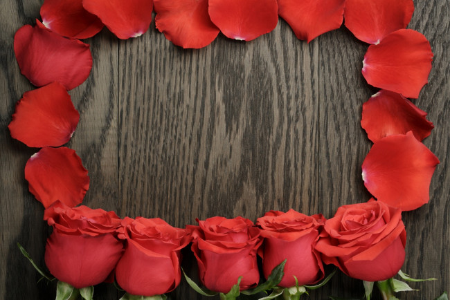 Обои картинки фото цветы, розы, красный, цвет