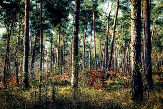 Обои картинки фото природа, лес, простор