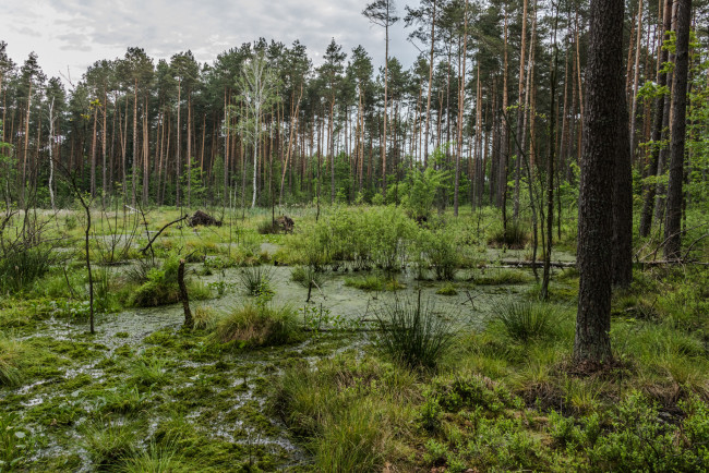 Обои картинки фото природа, лес, простор