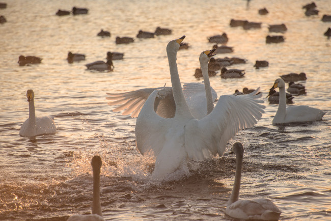 Обои картинки фото животные, лебеди, озеро, птицы, вода, природа, брызги