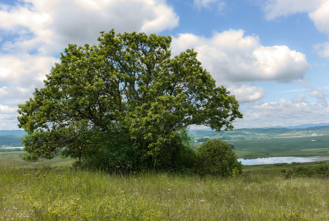 Обои картинки фото природа, деревья, простор