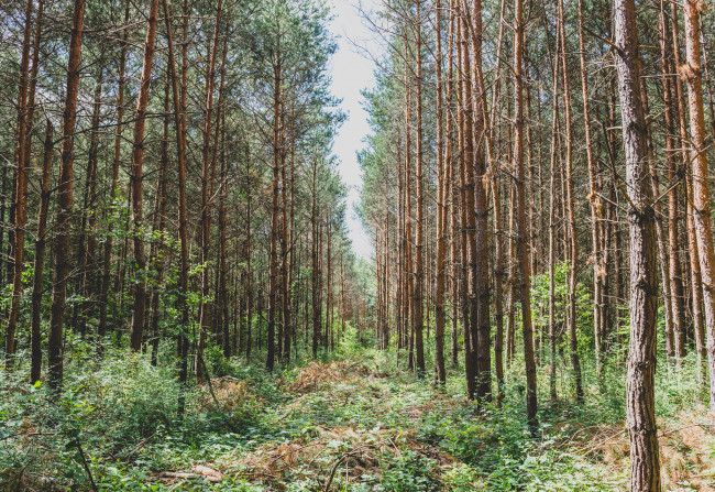 Обои картинки фото природа, лес, простор