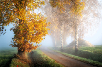 Картинка природа дороги осень деревья туман дорога