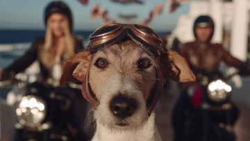 Картинка 3д+графика люди+и+животные+ people+and+animals нейросети графика нейроарт ai art нейронные сети рисунки нейро искусство нейрографика graphics neuroart neural networks drawings neuro neurography