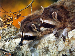 Картинка рисованные животные еноты енот