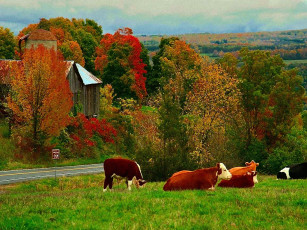 Картинка животные коровы буйволы