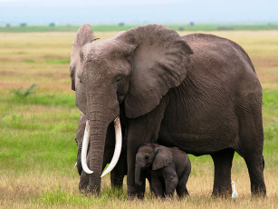 Картинка животные слоны