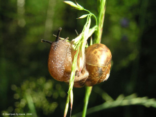 Картинка животные улитки