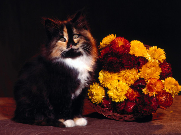 Обои картинки фото october, calico, mix, животные, коты