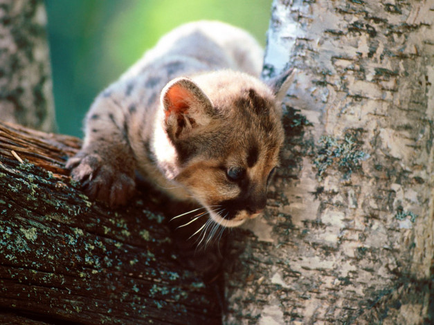 Обои картинки фото животные, пумы